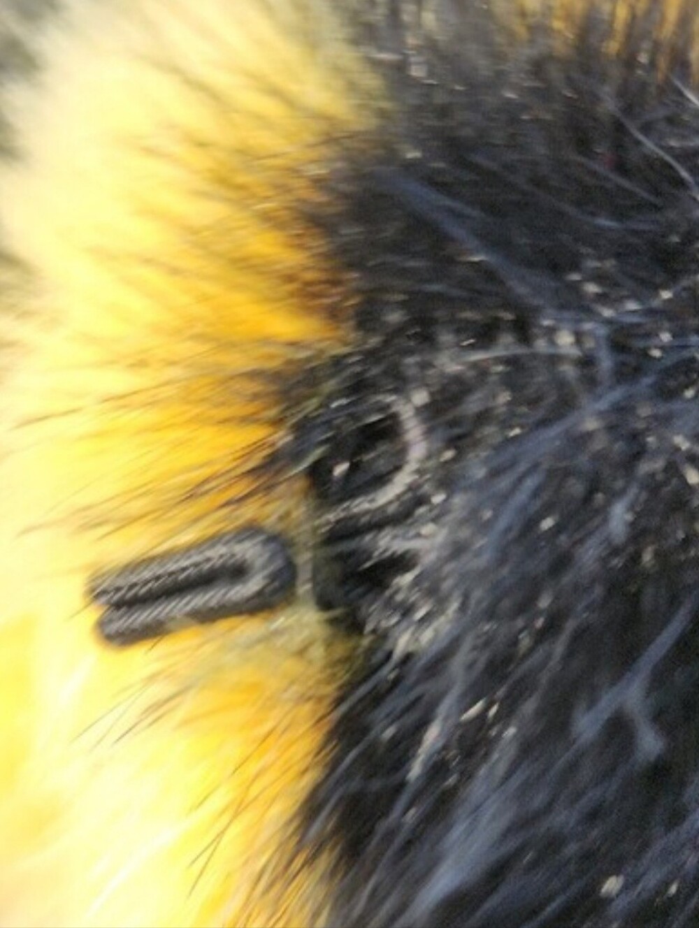 Lazy Oaf Yellow & Black Faux Fur Animal Print Coat Size Small - Picture 6 of 11